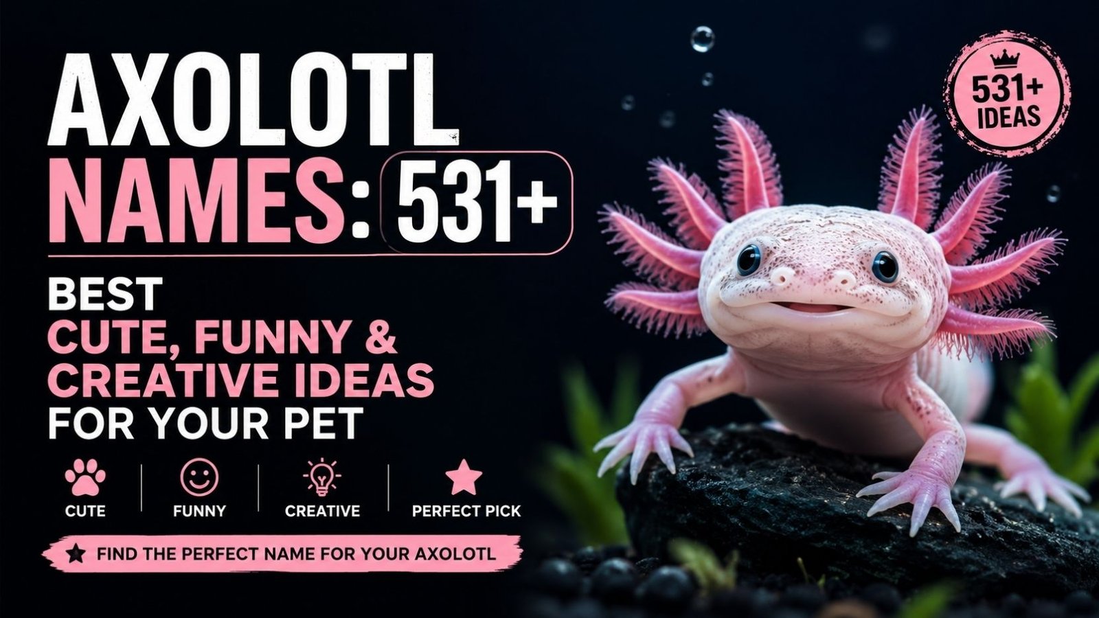 Axolotl Names: 531+ Best Cute, Funny & Creative Ideas For Your Pet